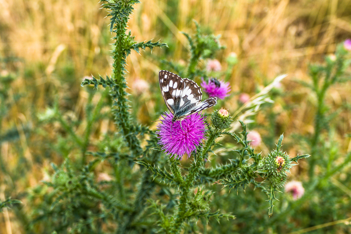 Damenbrett an Distel.