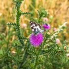 Damenbrett an Distel.