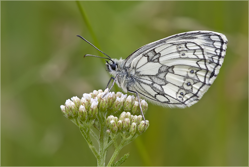 Damenbrett (Melanargia galathea)