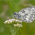 Damenbrett (Melanargia galathea)