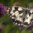 Damenbrett (Melanargia galathea)