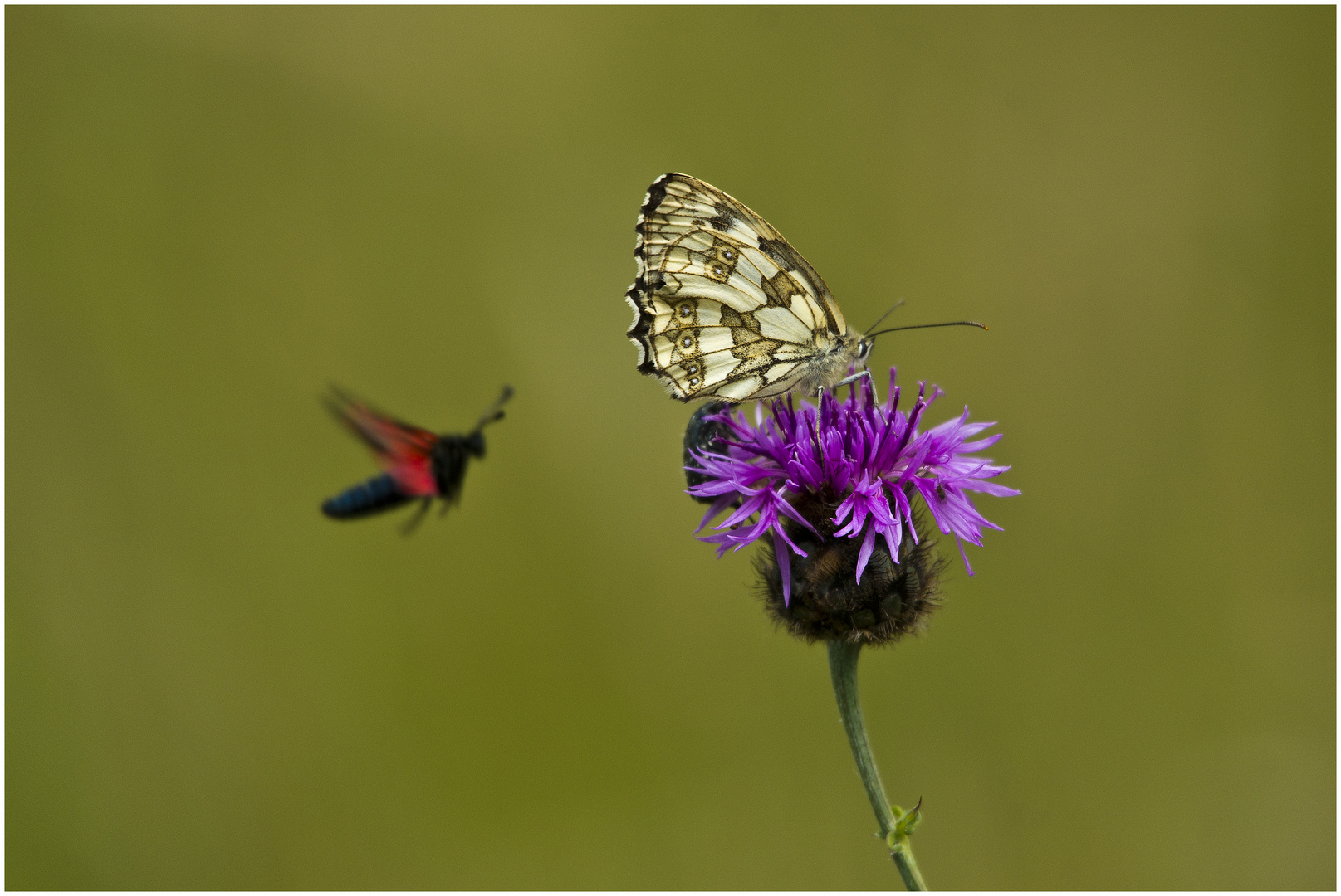 Damenbrett, Schachbrett, Melanargia galathea, Kaiserstuhl 06.2014