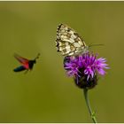 Damenbrett, Schachbrett, Melanargia galathea, Kaiserstuhl 06.2014