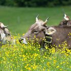 Damenkränzchen im Sommer