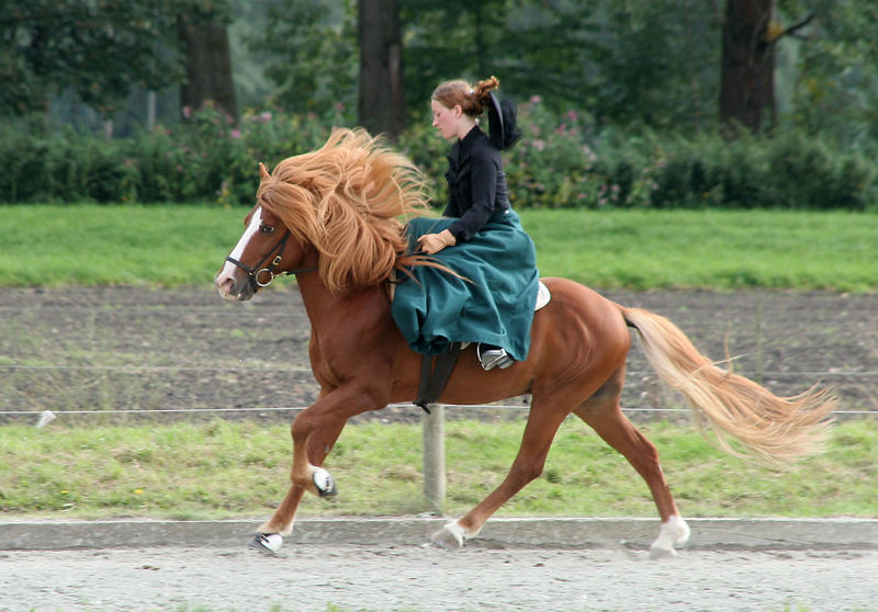 Damensattelklasse IDMG 2006