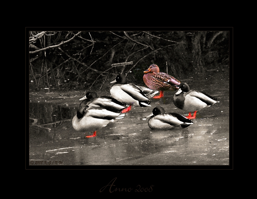 Damenwahl Foto & Bild naturkreativ, aufnahmetechniken, tier fine art