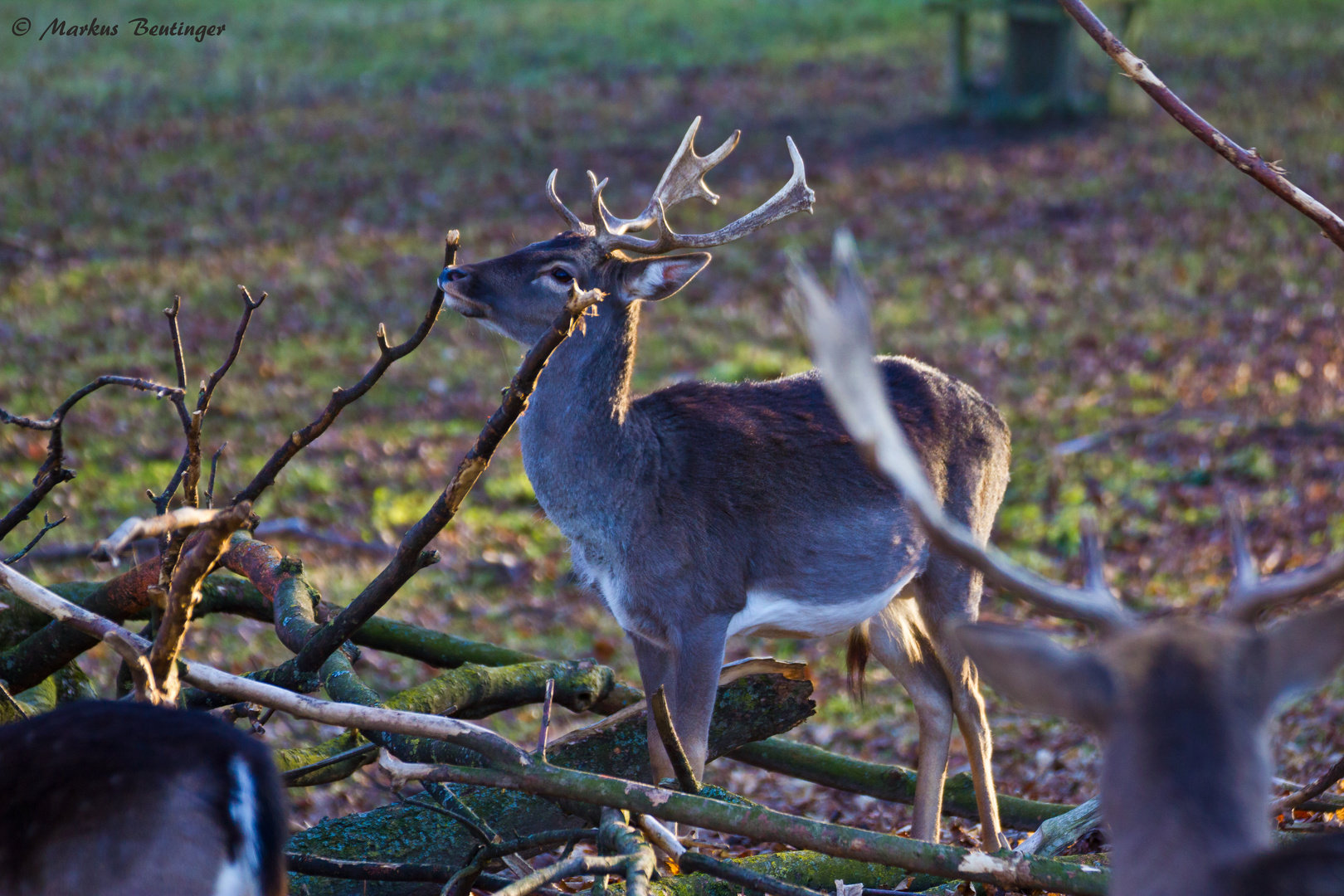 Damhirsch