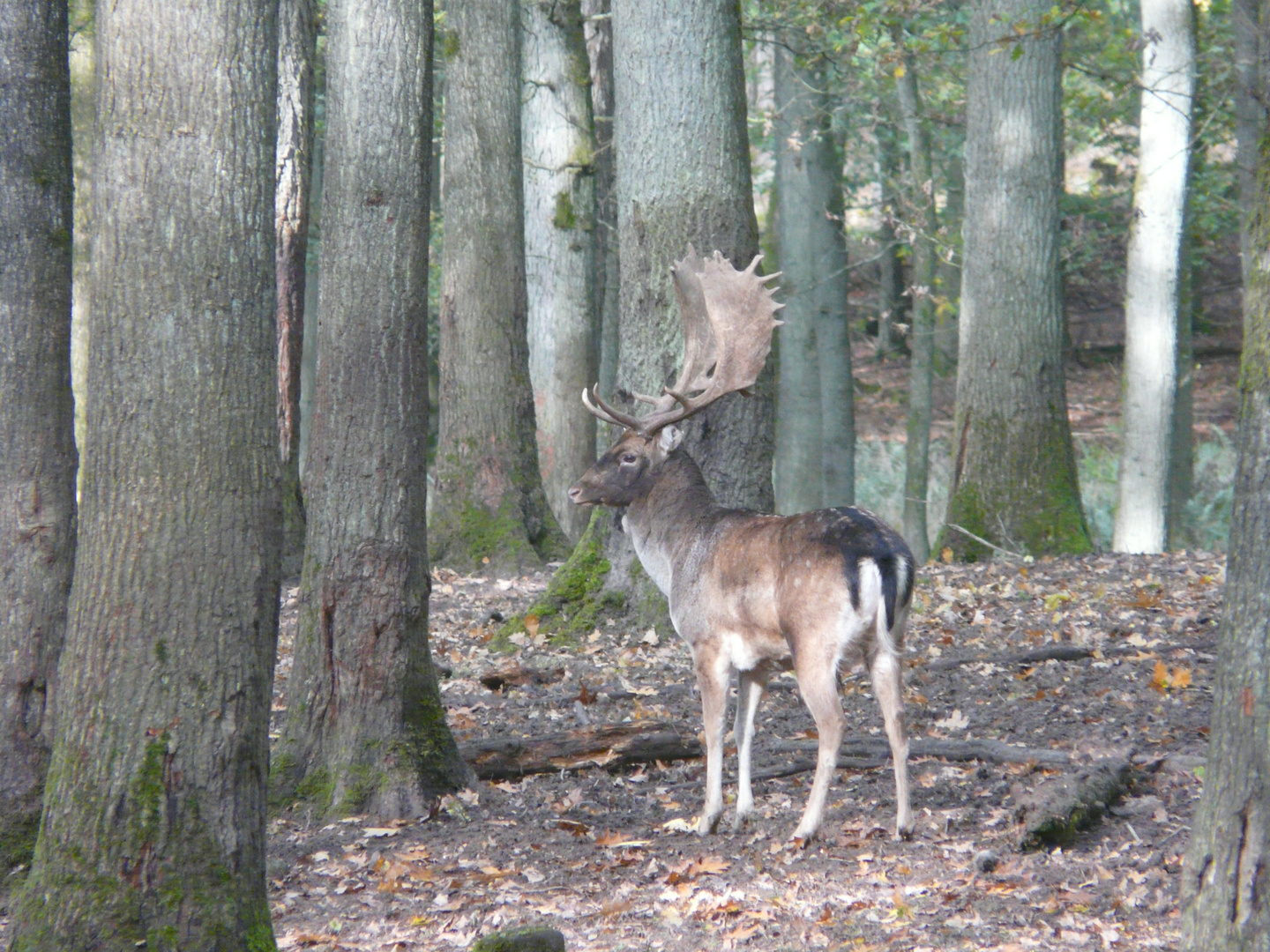 Damhirsch