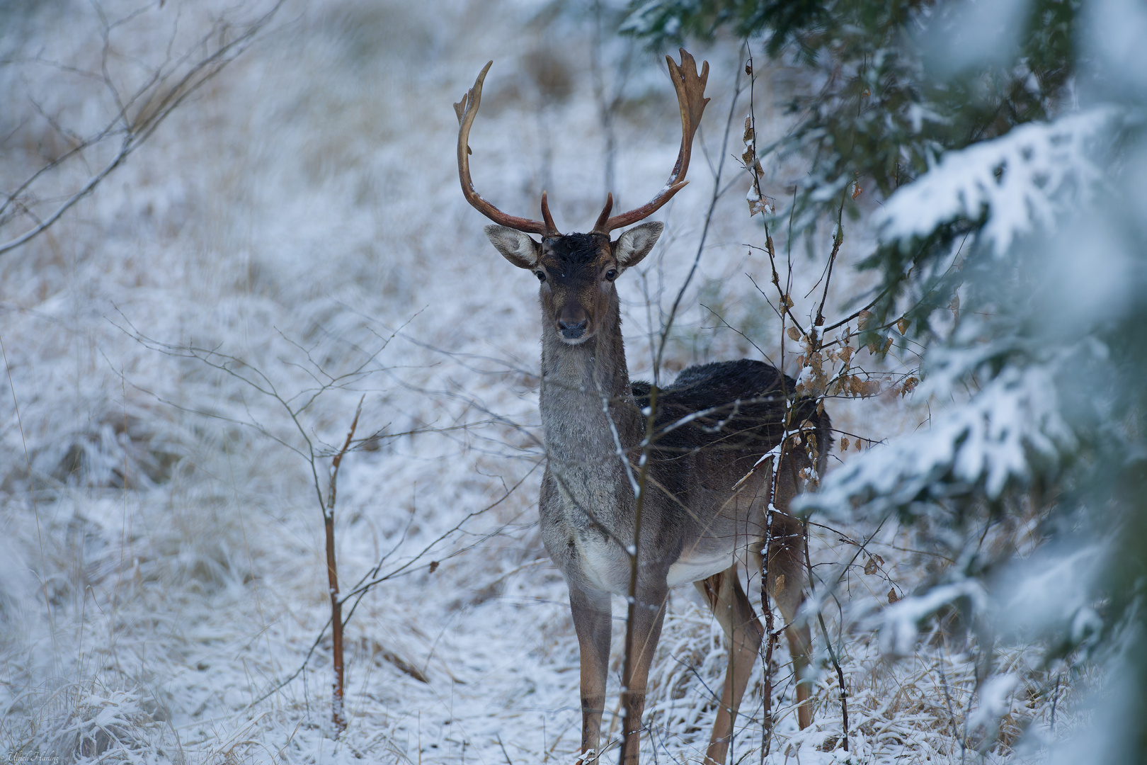 Damhirsch 