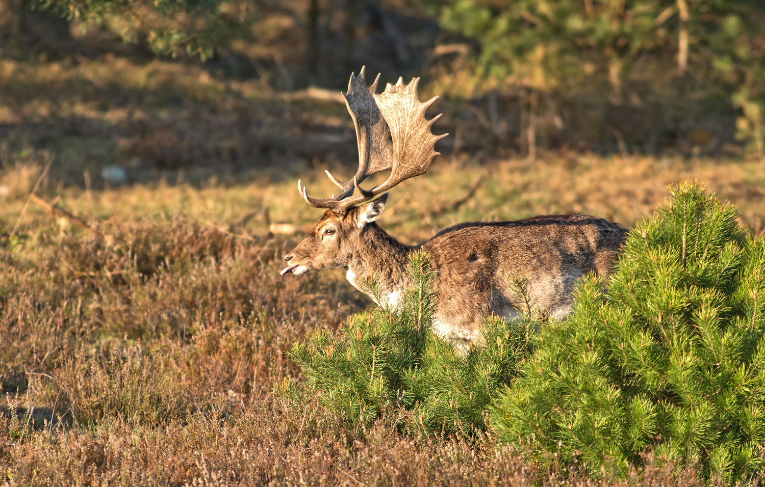 Damhirsch