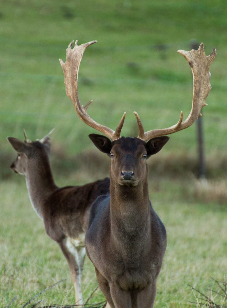 *** Damhirsch ***