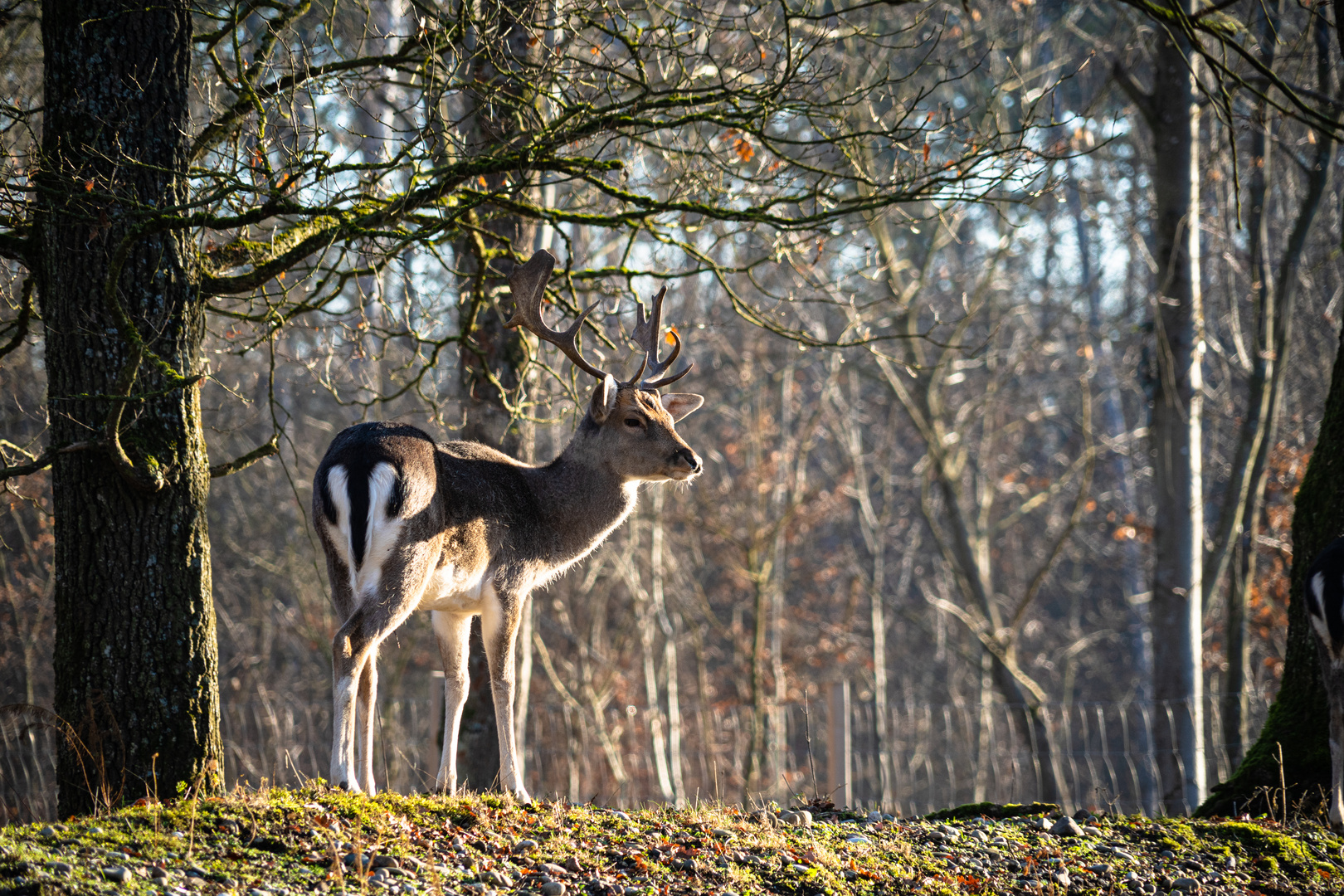 Damhirsch