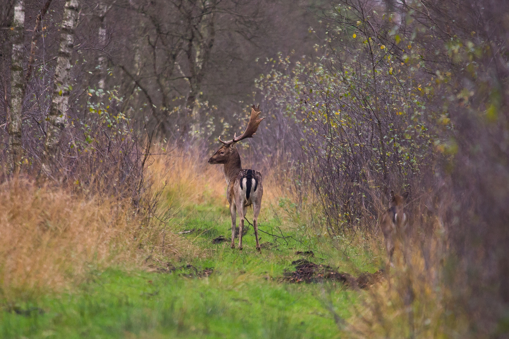 Damhirsch