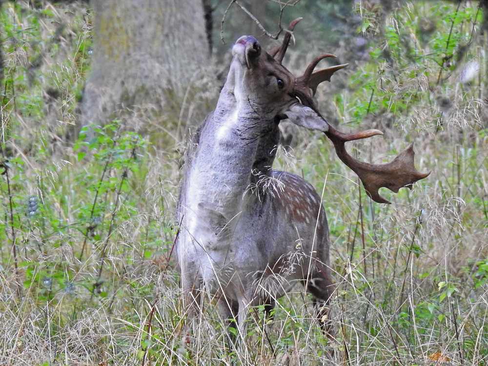 Damhirsch