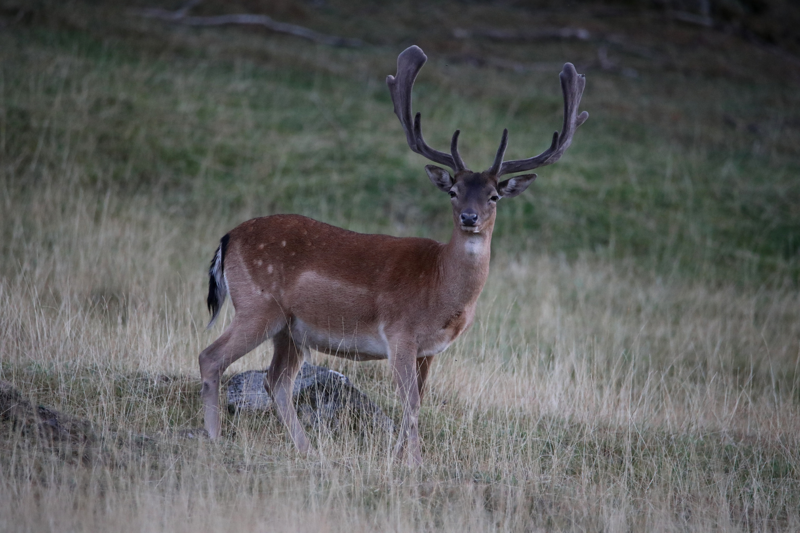 Damhirsch am Abend 2