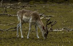 Damhirsch am Äsen