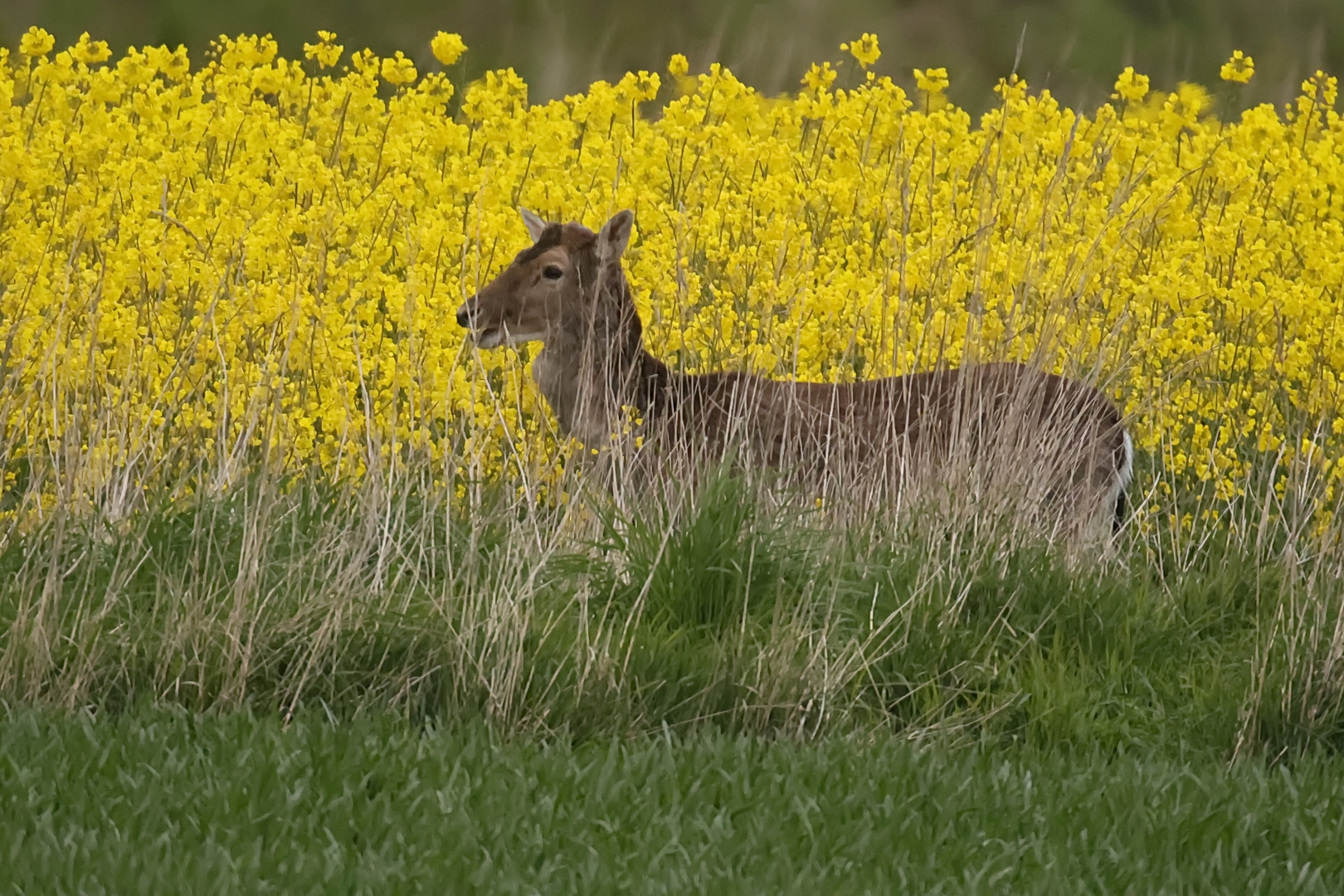 Damhirsch am Rapsfeld