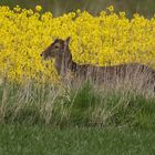 Damhirsch am Rapsfeld