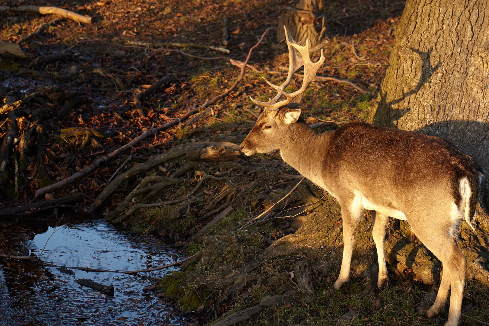 Damhirsch am späten Nachmittag