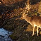 Damhirsch am späten Nachmittag