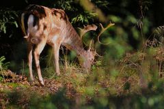 Damhirsch am Wegesrand (Foto 1)