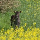 Damhirsch an der Feldhecke