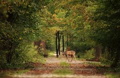 Damhirsch Auenwald