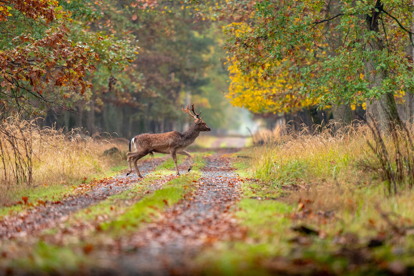 Damhirsch auf Damensuche 