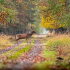 Damhirsch auf Damensuche 