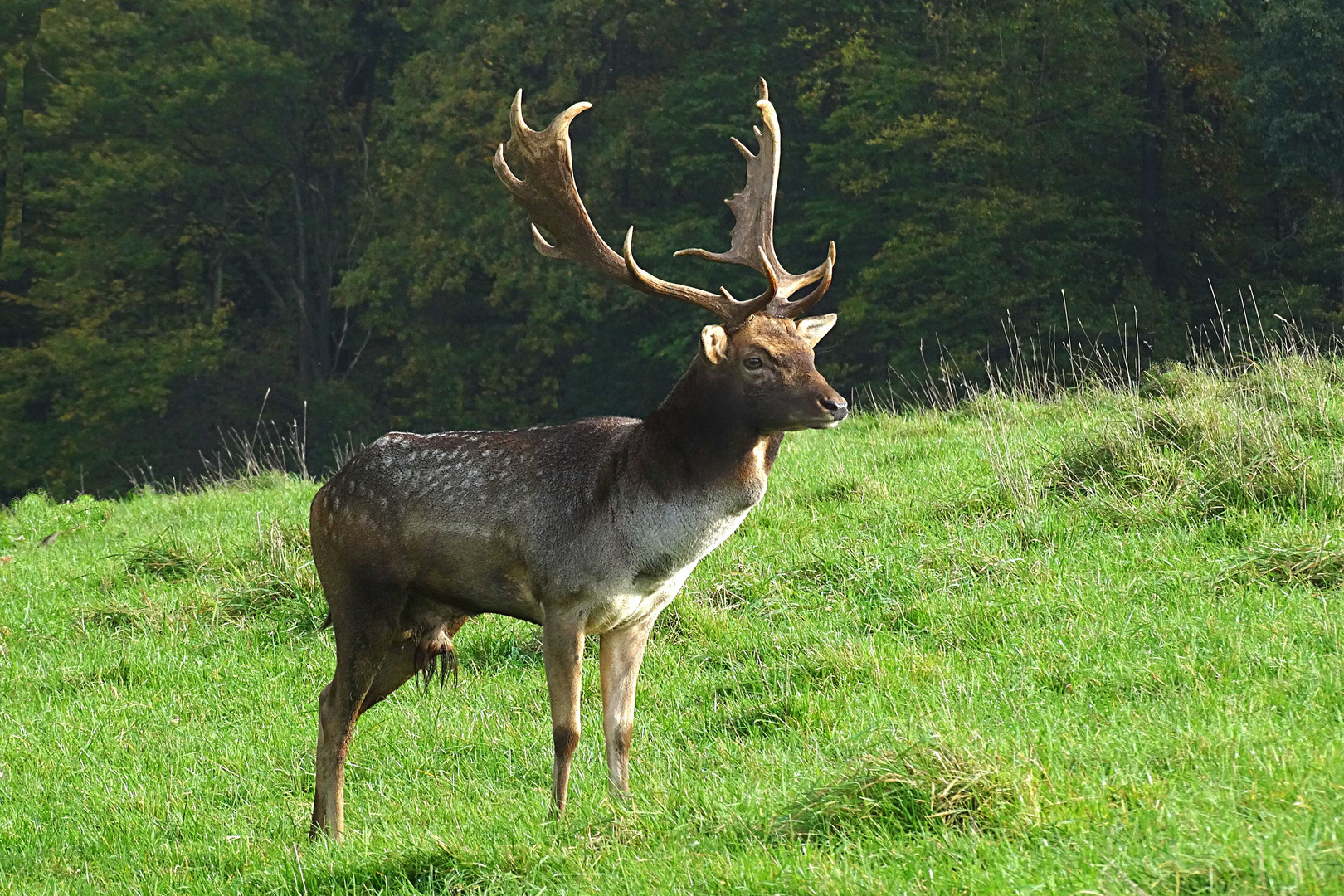 Damhirsch auf dem Remstecken Koblenz