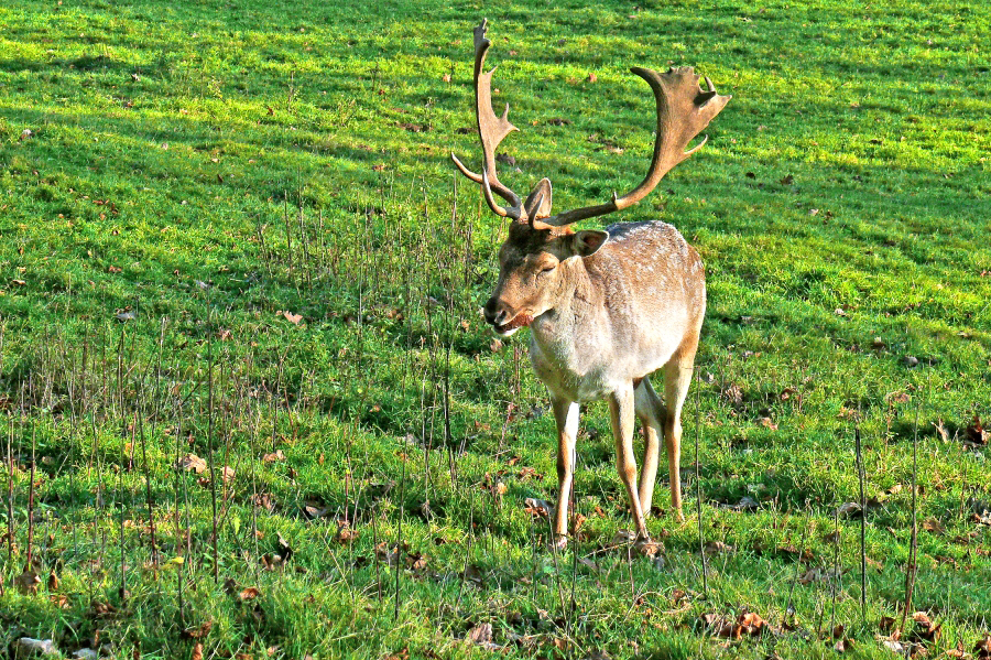 Damhirsch auf der Pirsch