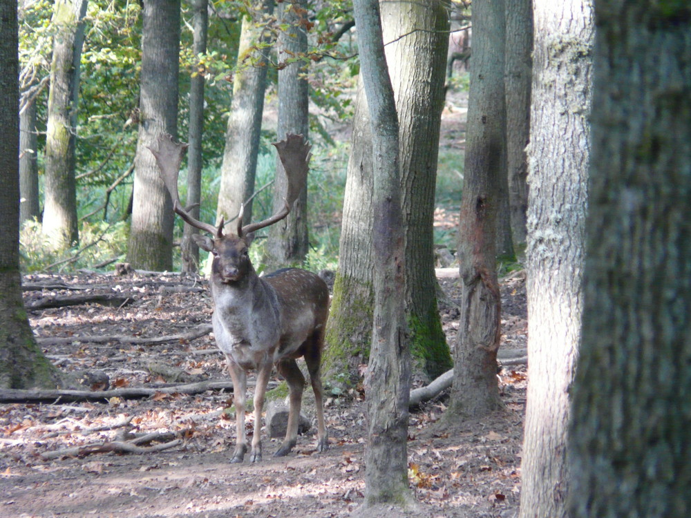 Damhirsch