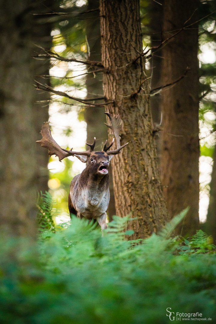 Damhirsch bei der Brunft