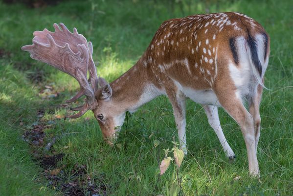 Damhirsch bei Frühstück. 