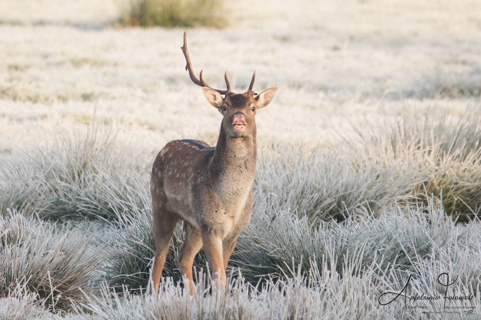 Damhirsch beim Flehmen