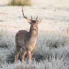 Damhirsch beim Flehmen