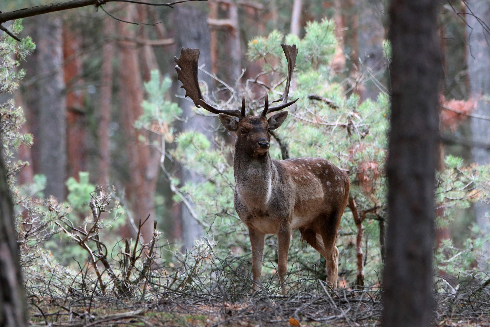 Damhirsch