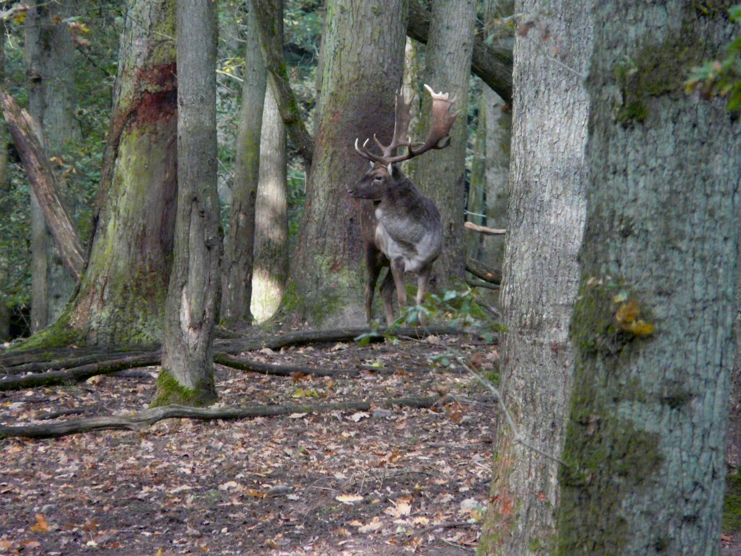 Damhirsch