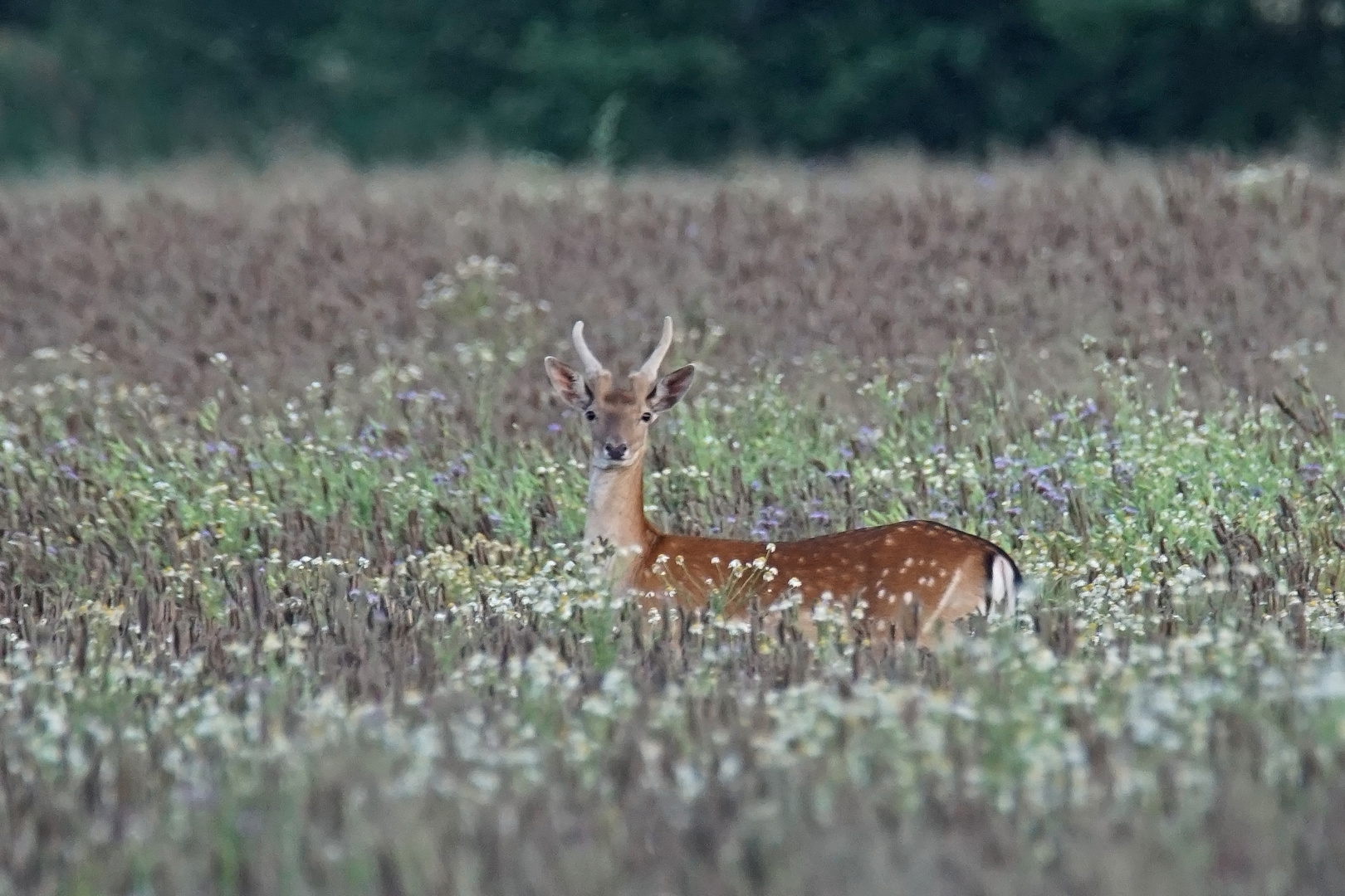 Damhirsch (Cervus dama)