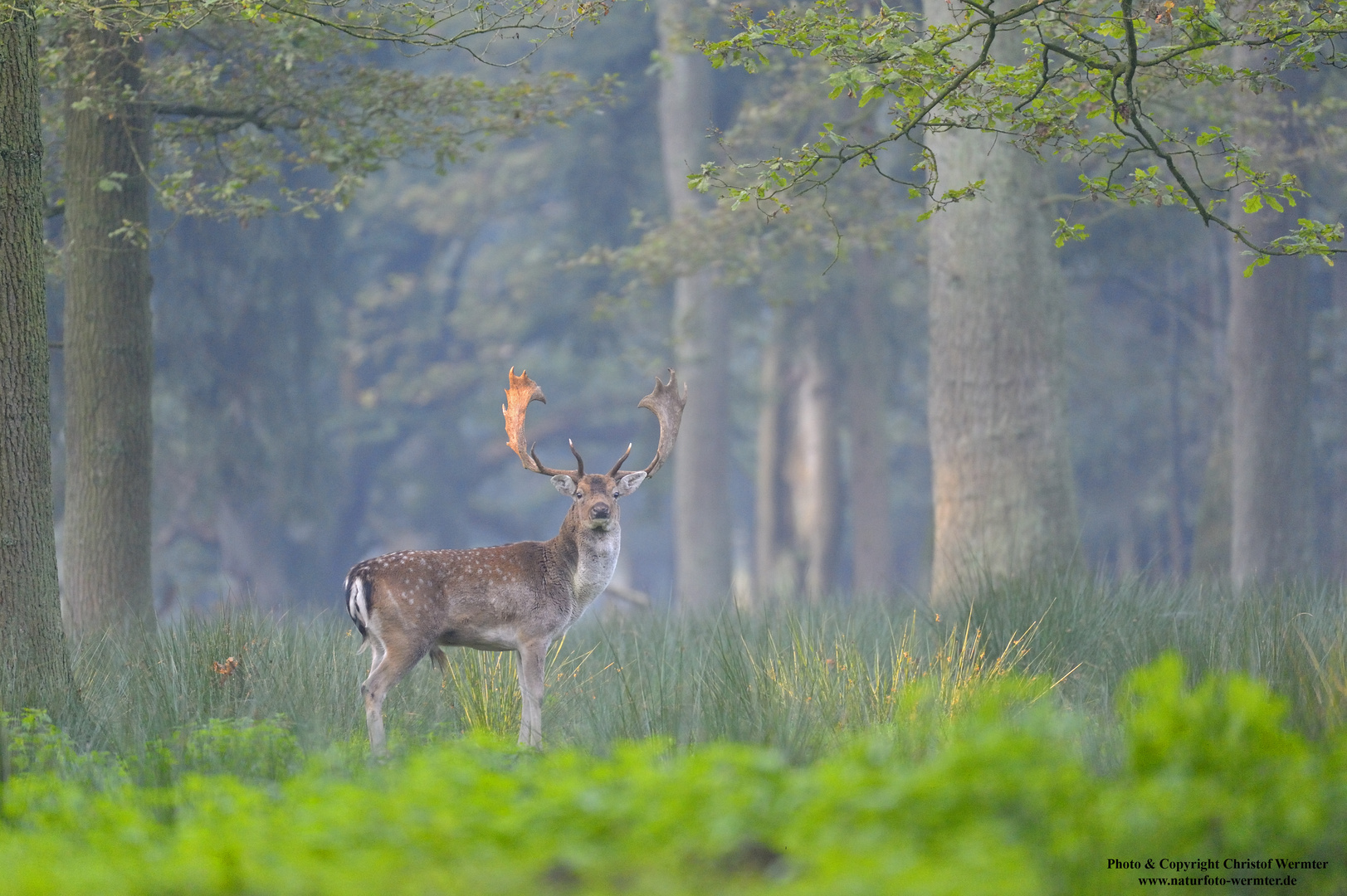 Damhirsch (D c)