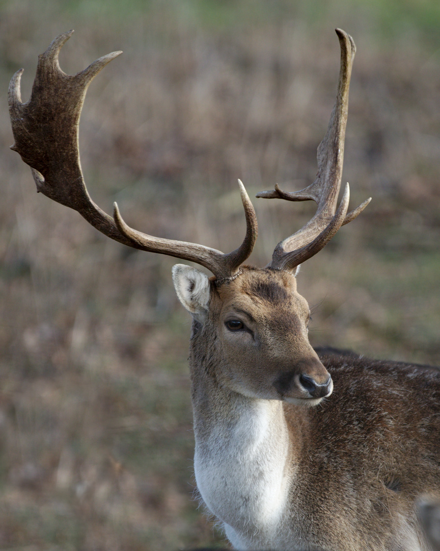 Damhirsch (Dama dama) 1