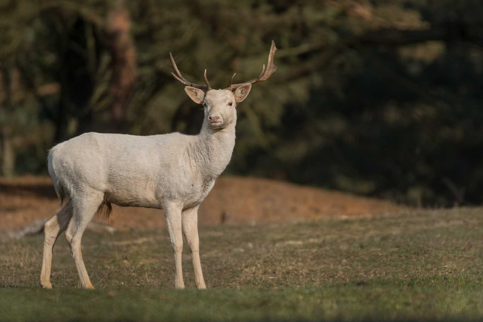 Damhirsch (Dama dama)