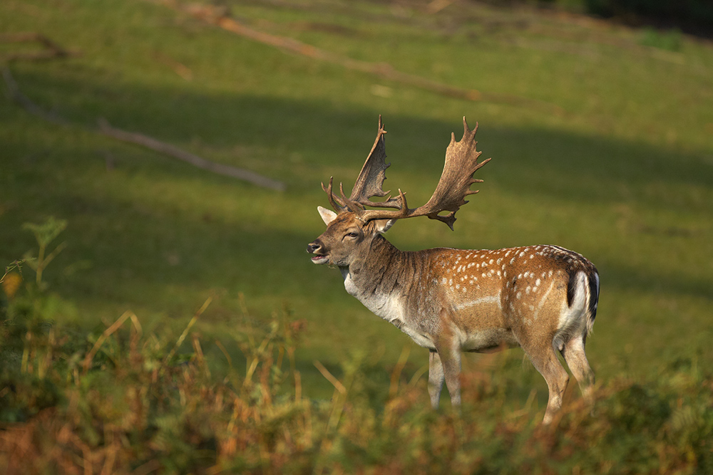 Damhirsch (Dama dama)