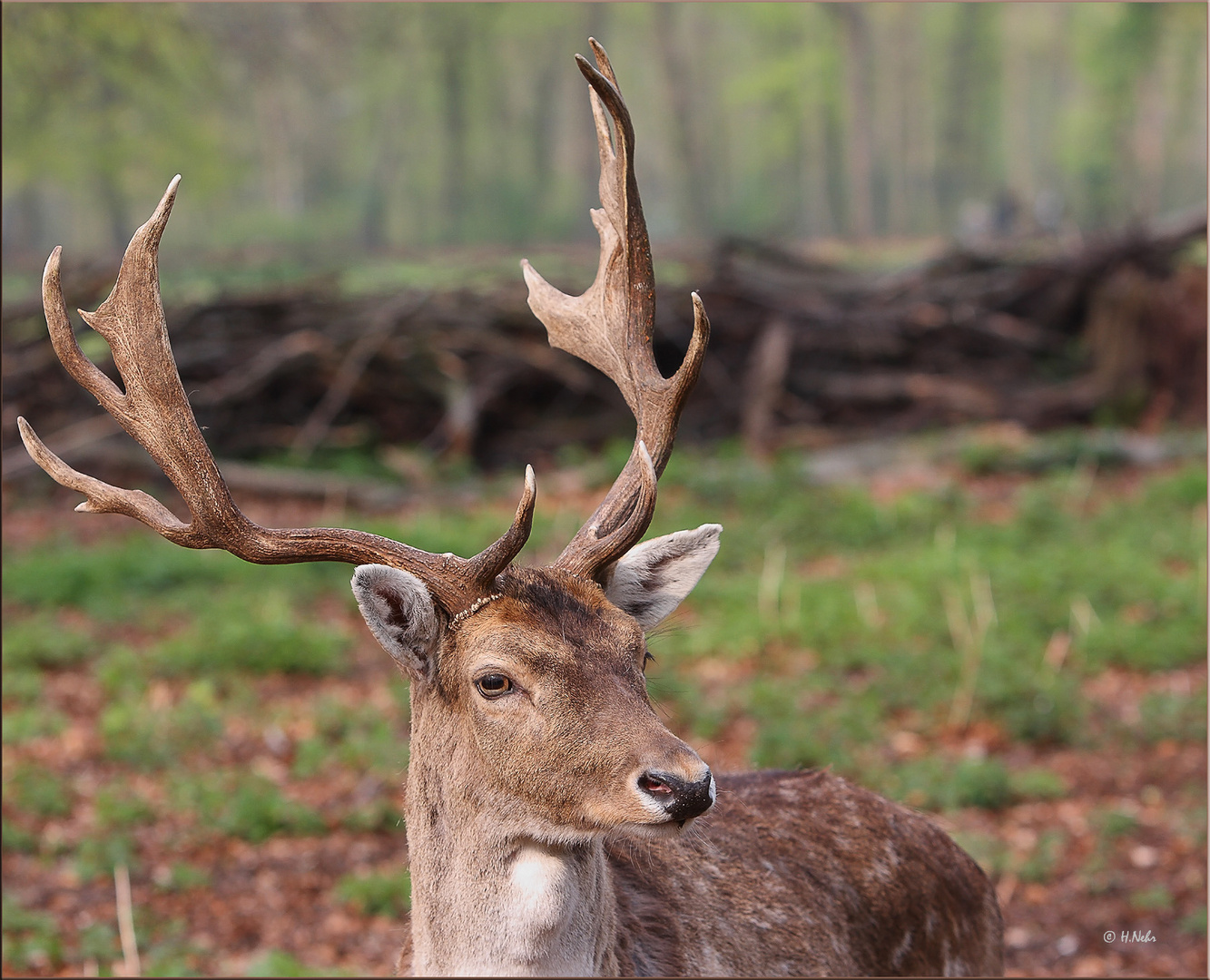 Damhirsch (Dama dama)