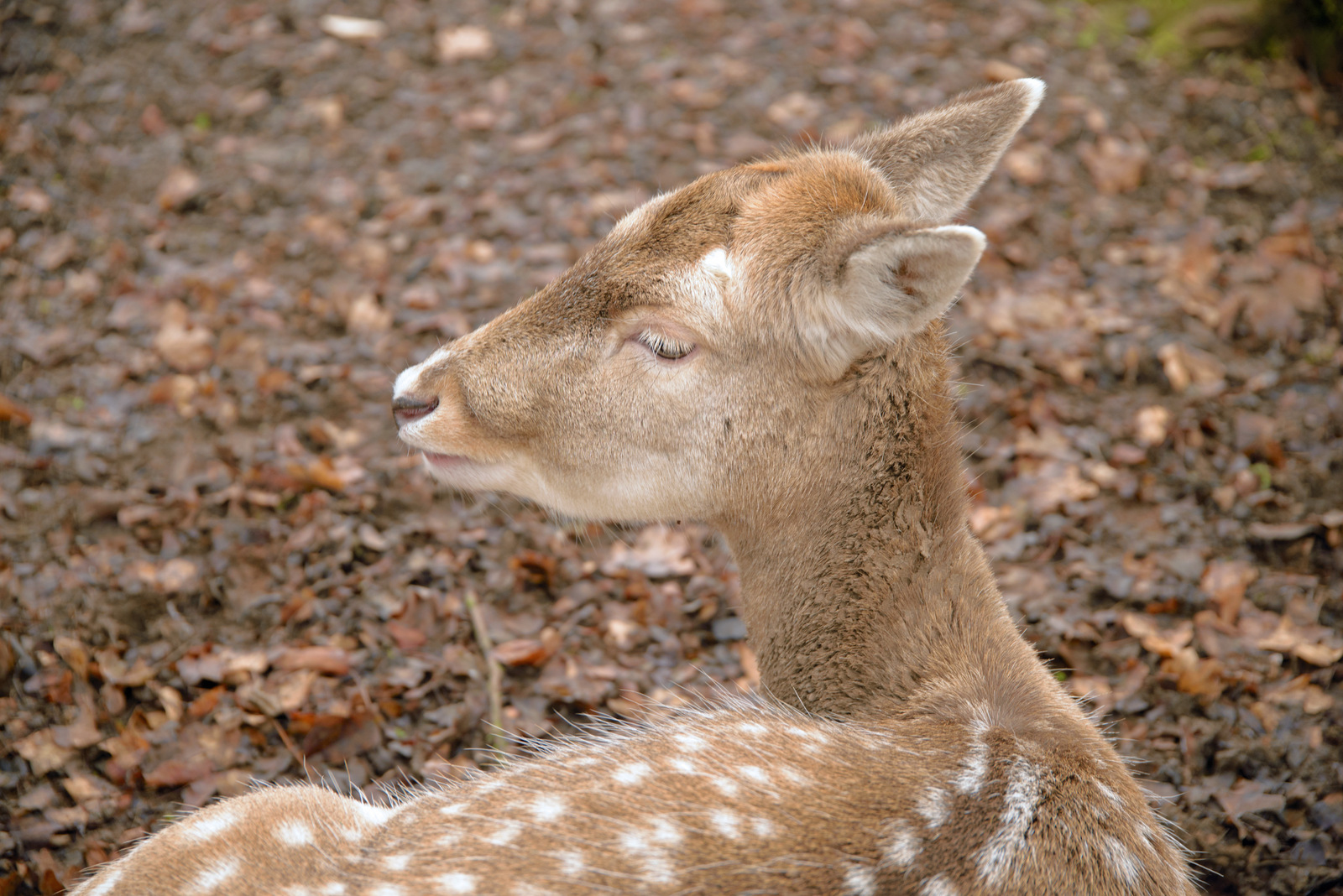 Damhirsch Dame.