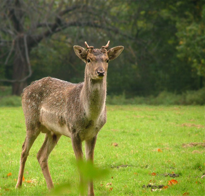 Damhirsch