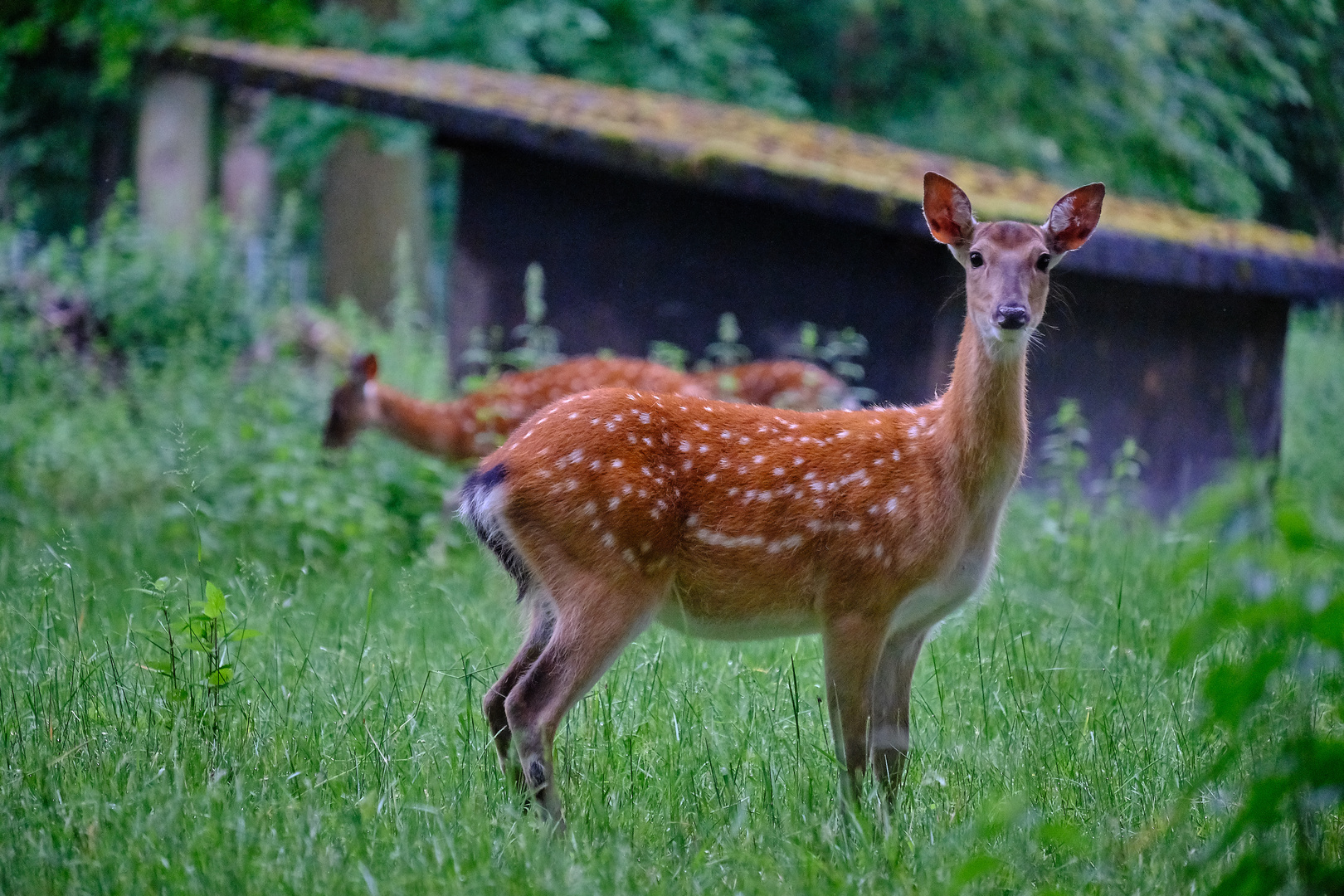 Damhirsch