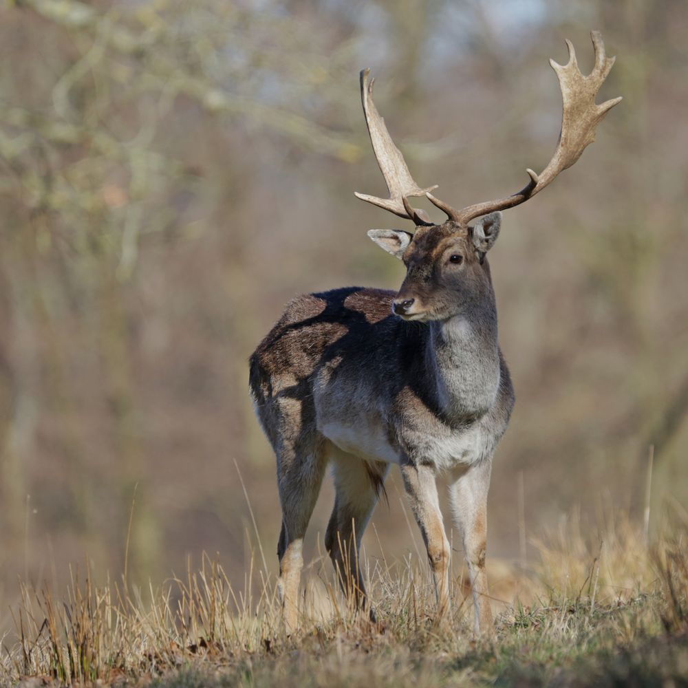 Damhirsch