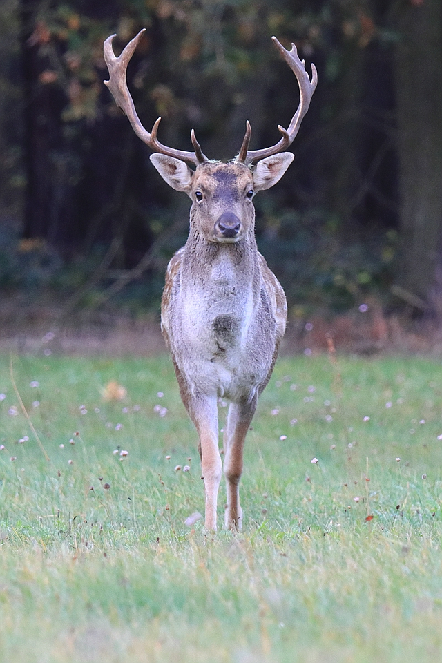 Damhirsch ganz nah,