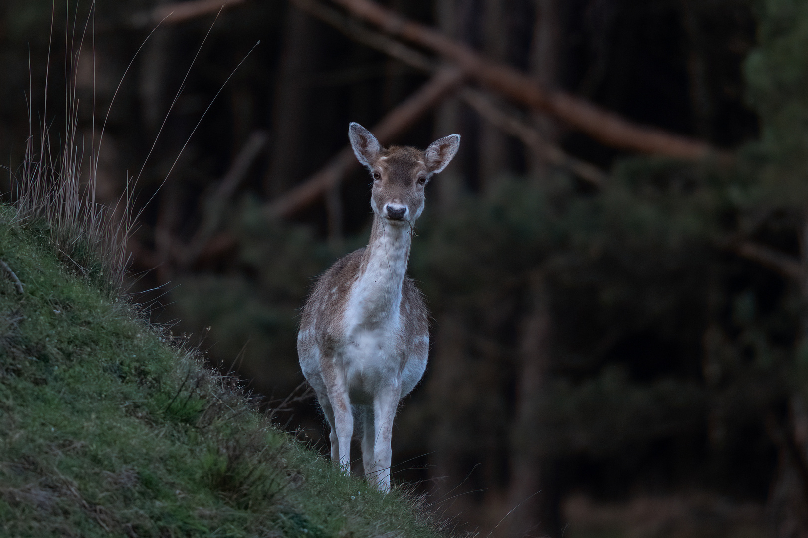 Damhirsch gemütlich beim äsen